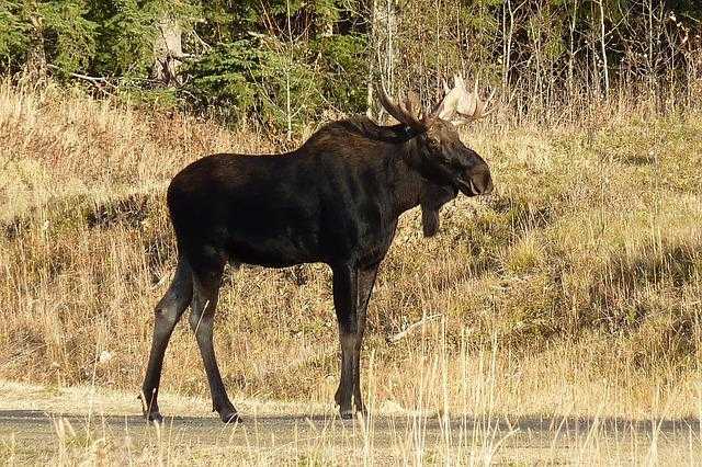 moose, animal, large